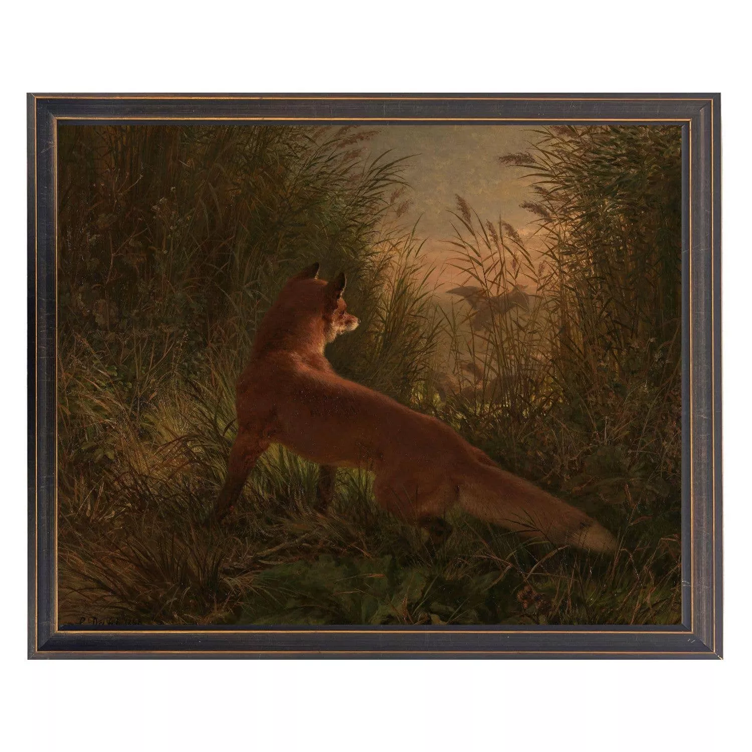 Fox In Tall Grass Vintage Framed Print