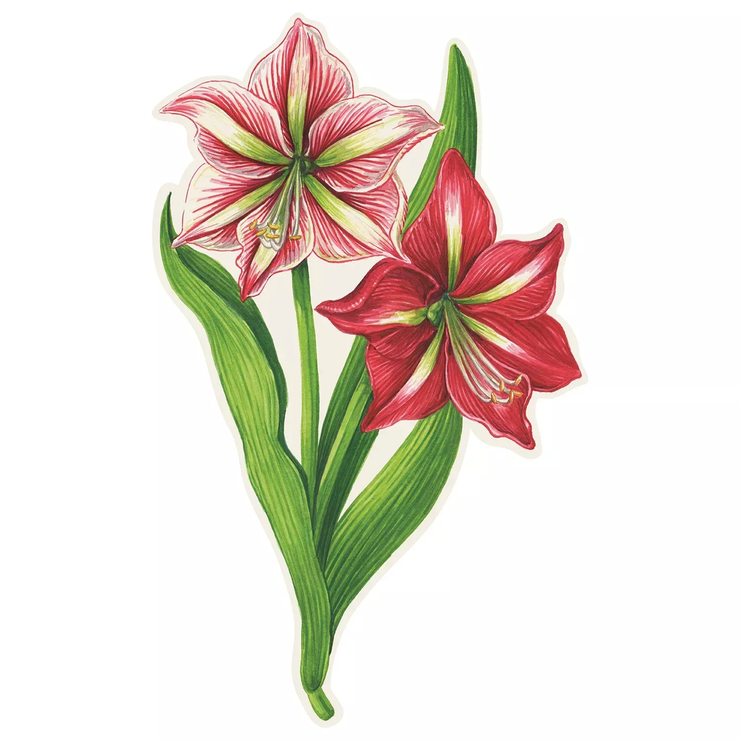 Hester & Cook Amaryllis Table Accent – 12pk