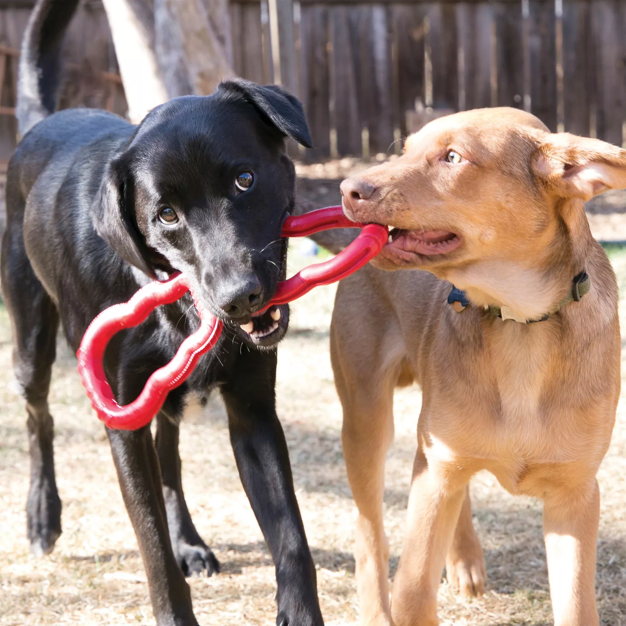 Kong Dog Tug
