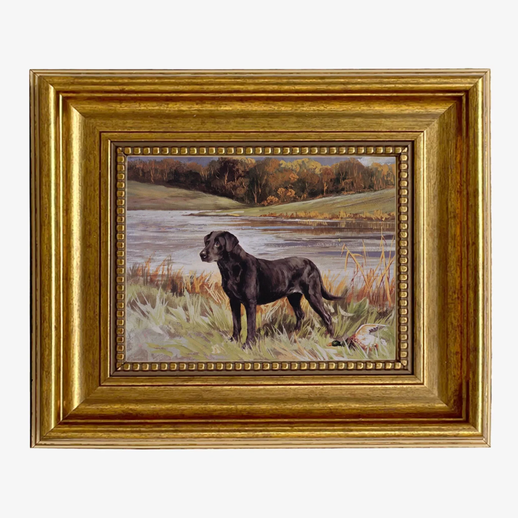 Labrador Retriever with Duck Framed Print