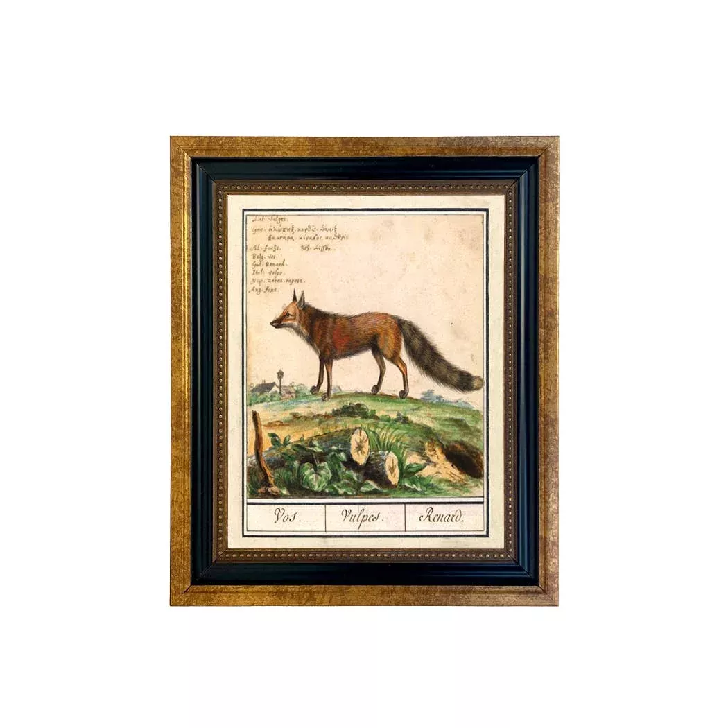 Vintage Fox Illustration Framed Print