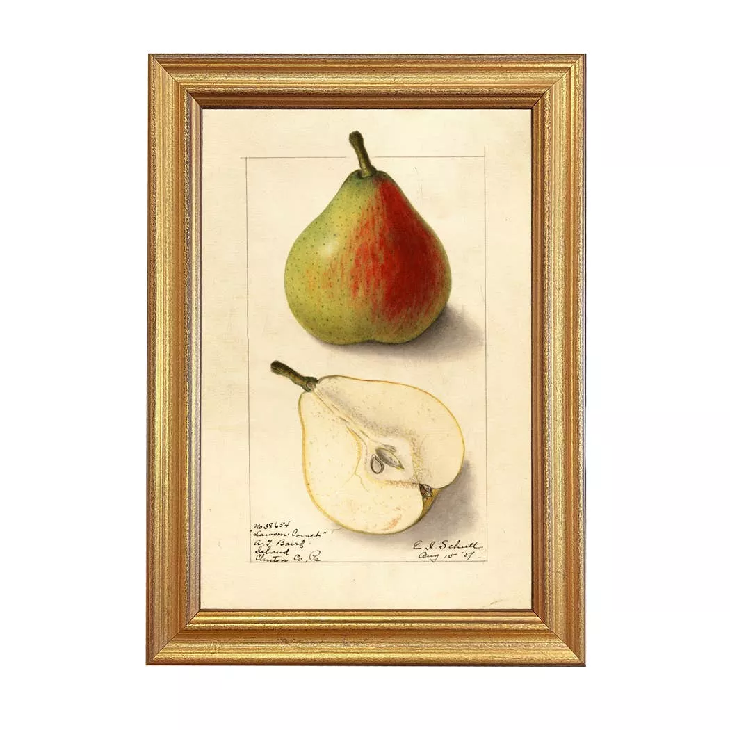 Vintage Lawson Comet Pear Botanical Framed Print