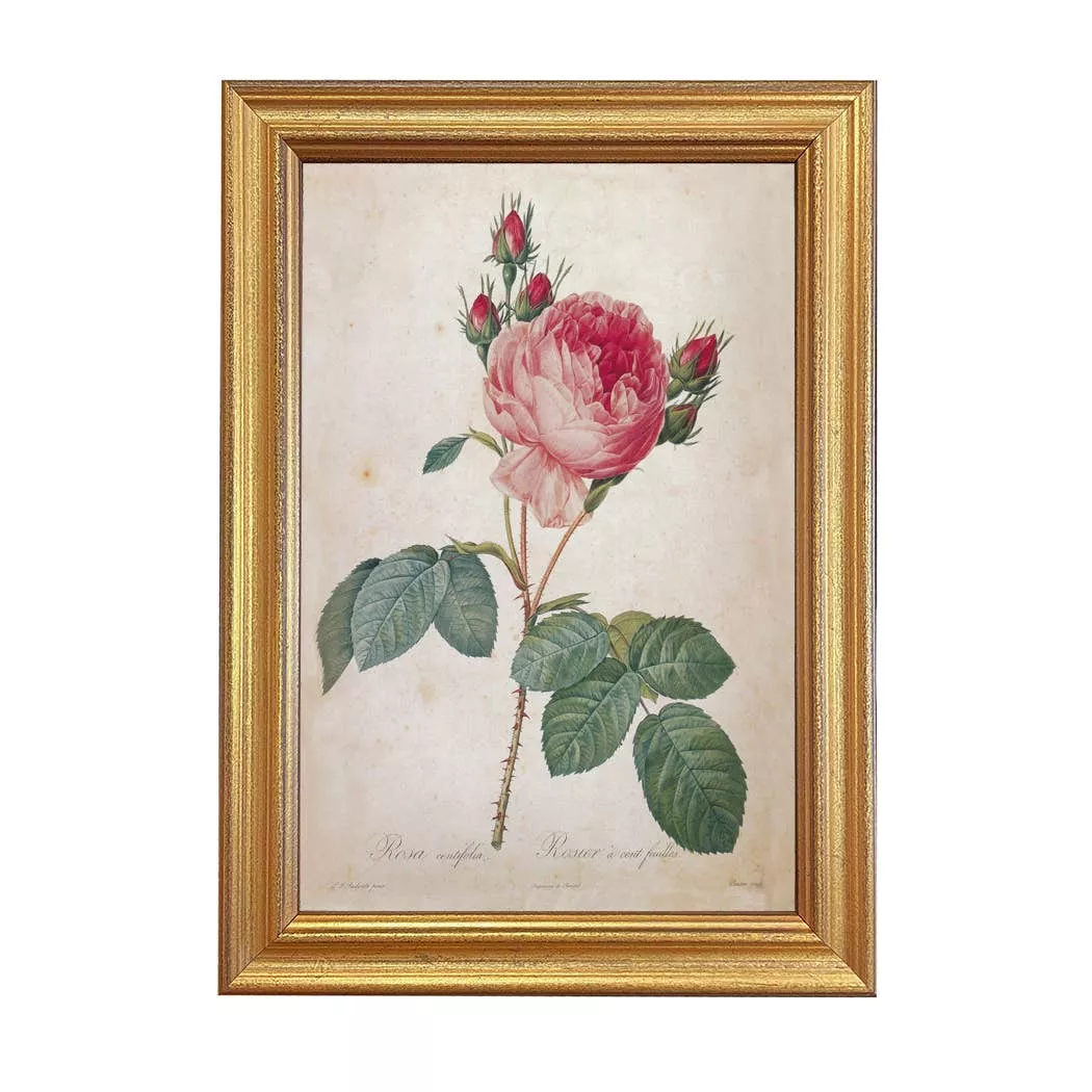 Vintage Rosa Centifolia Framed Print