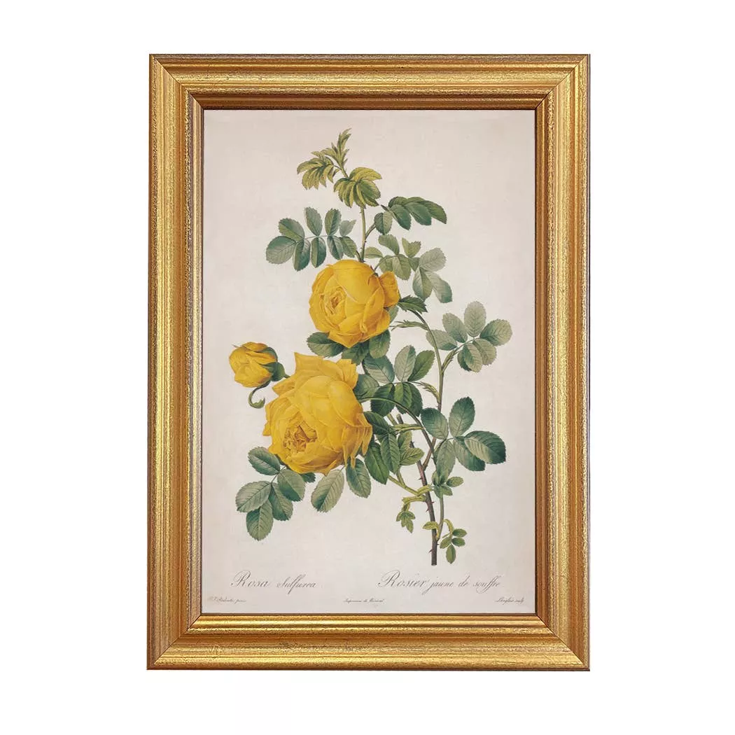 Vintage Rosa Sulfurea Framed Print