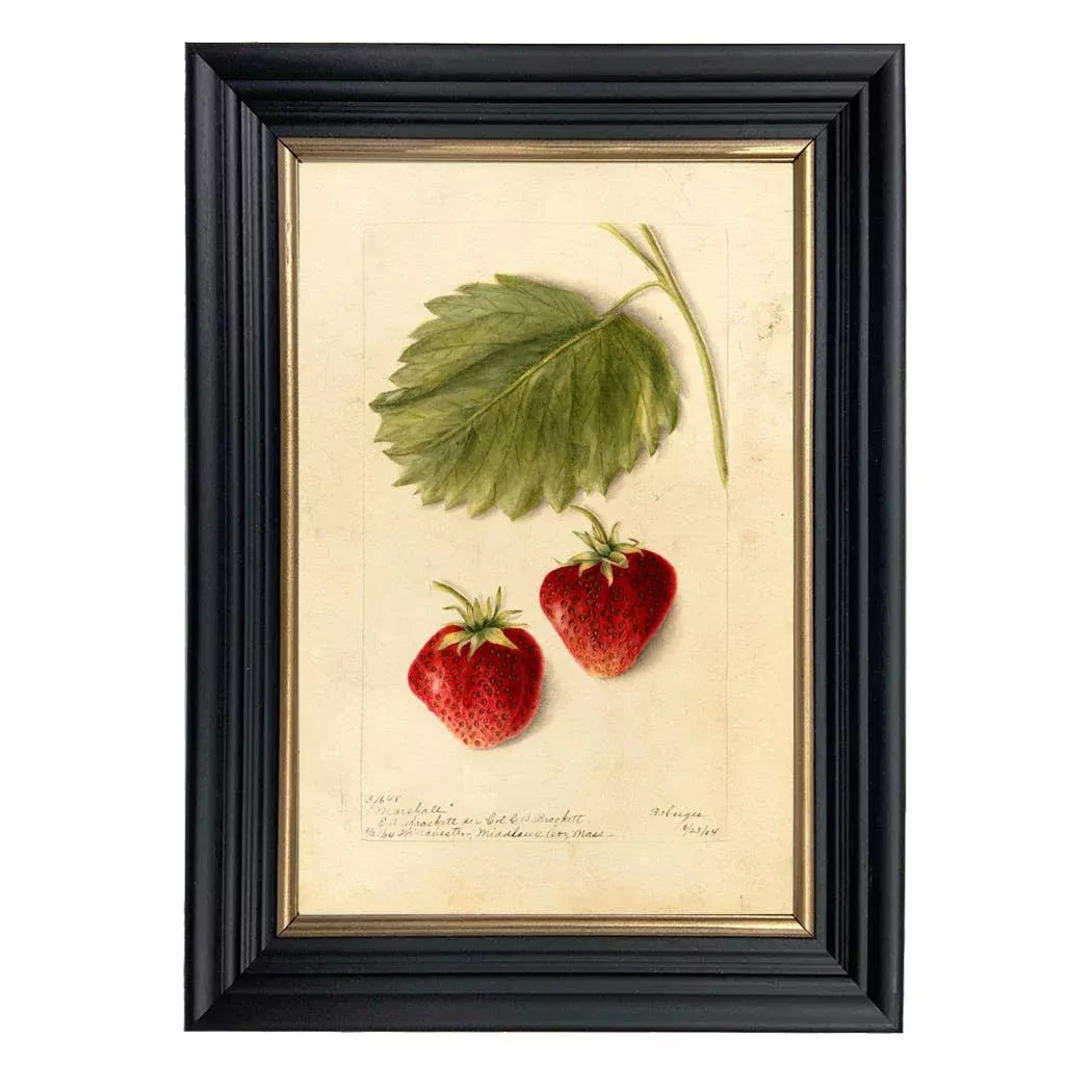 Vintage Strawberry Botanical Framed Print