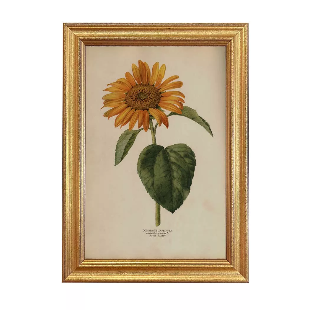 Vintage Sunflower Framed Print