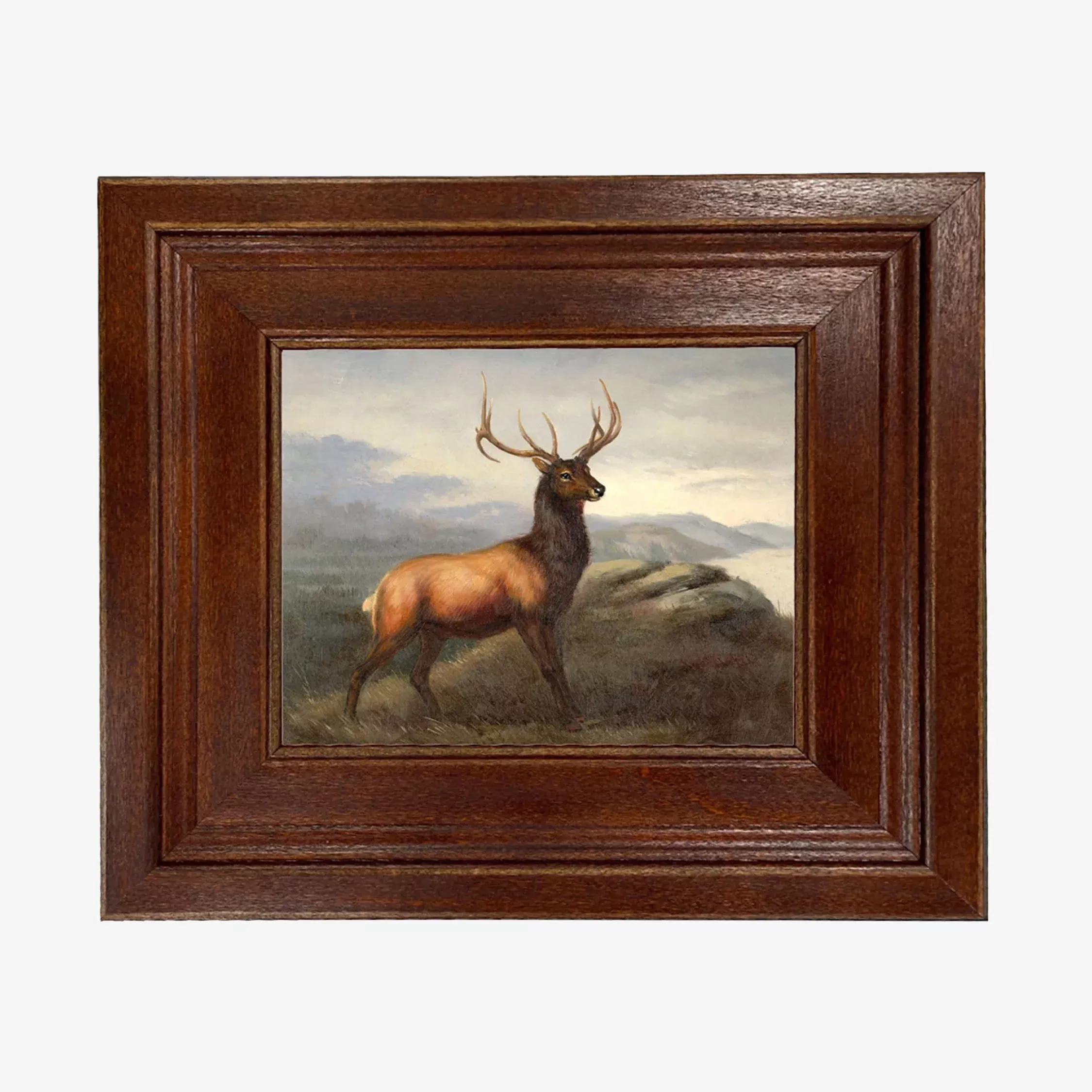 White Tail Stag Vintage Framed Print
