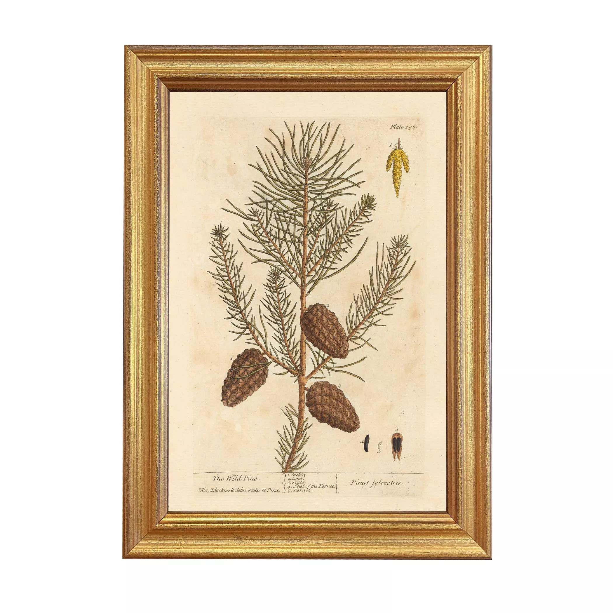 Wild Pine Winter Botanical Framed Print